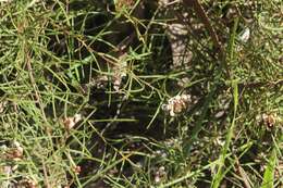 Image of Grevillea micrantha Meissn.