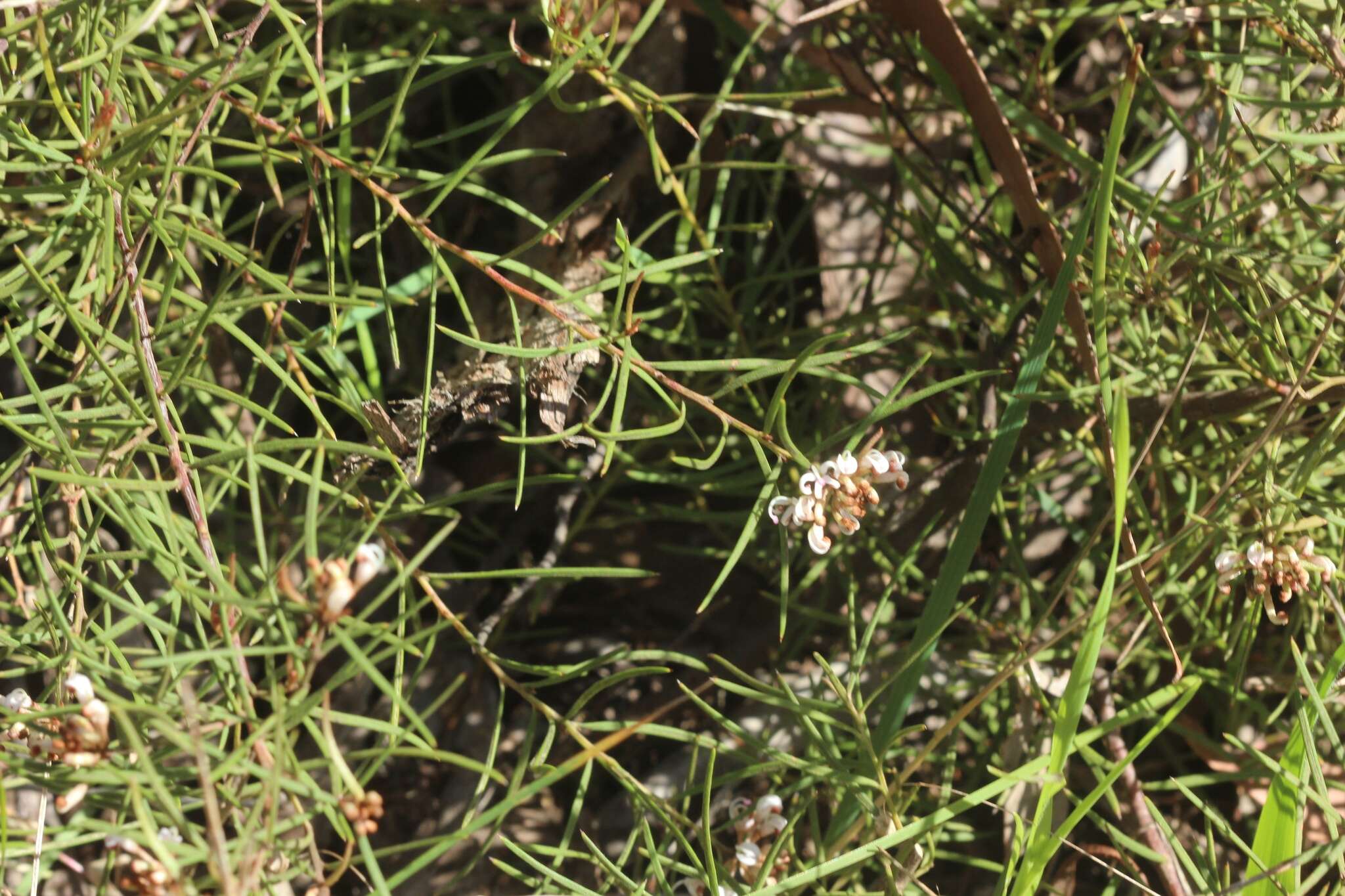 Image of Grevillea micrantha Meissn.