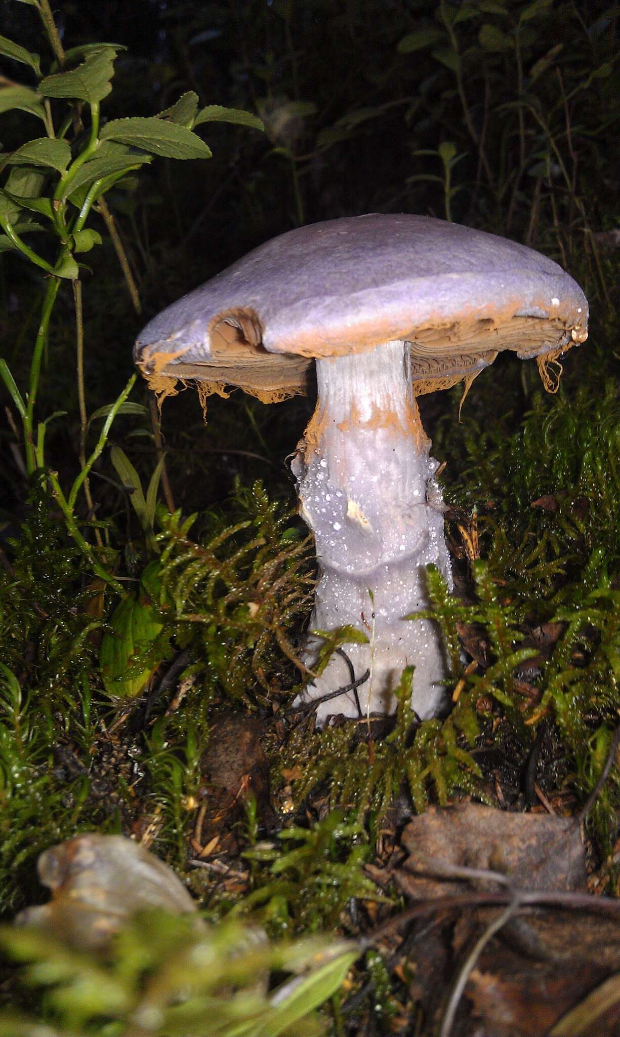 Image of Cortinarius violaceus (L.) Gray 1821