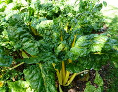 Image of Beta vulgaris subsp. vulgaris Cicla