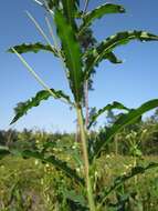 Image of Narrow-Leaf Fireweed