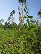 Слика од Teucrium scorodonia L.