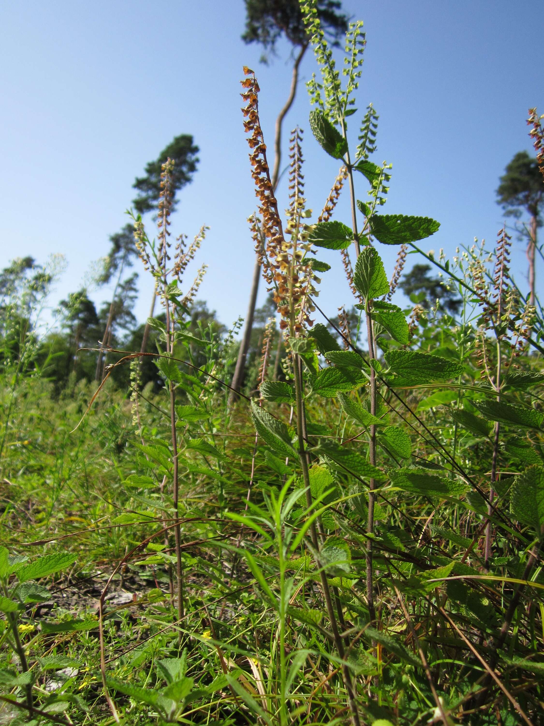 Слика од Teucrium scorodonia L.