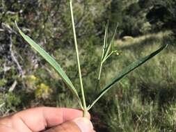 Mirabilis linearis (Pursh) Heimerl resmi