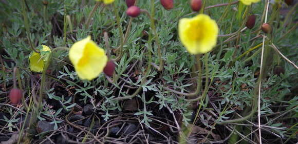 Image of McConnell's poppy