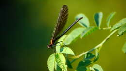 Image of Beautiful Demoiselle