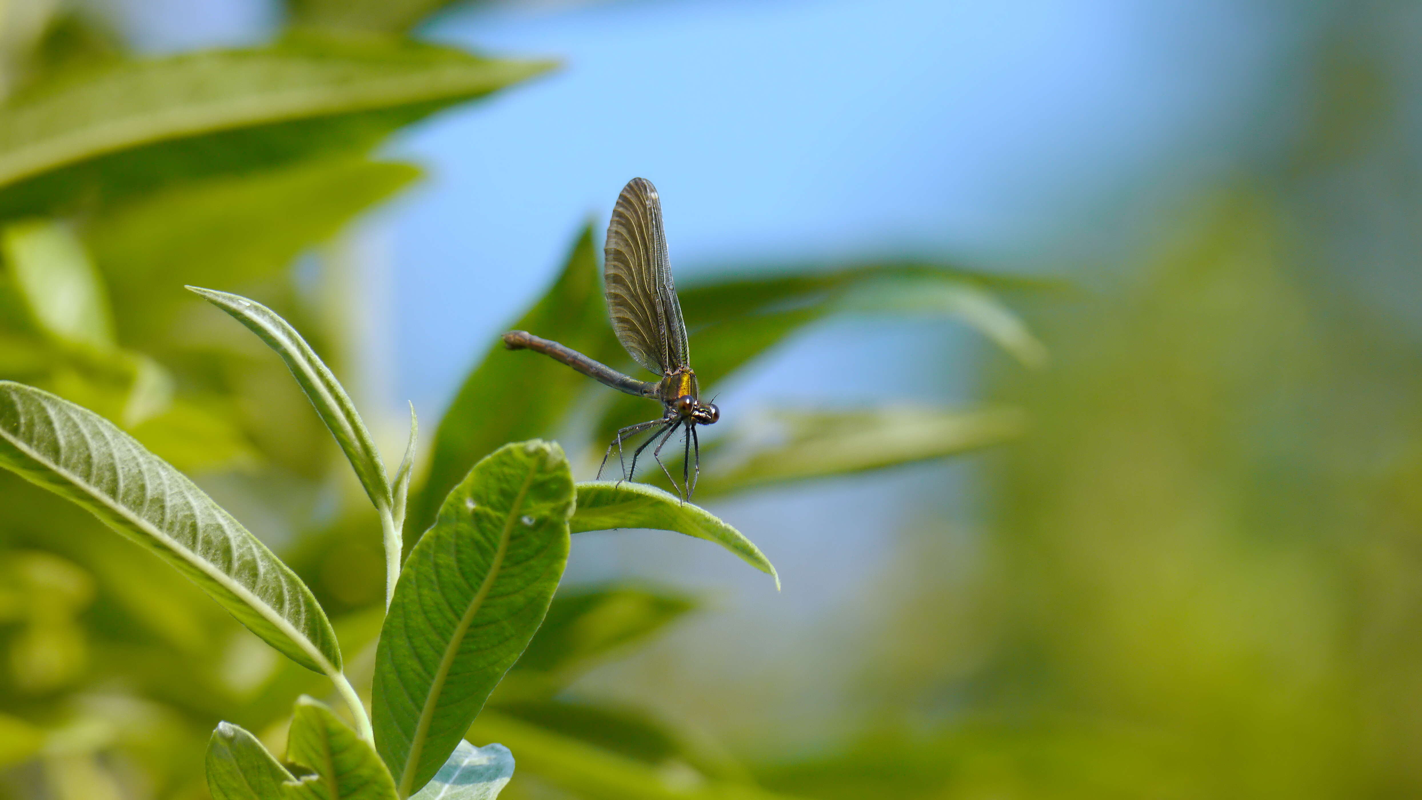 Image of Beautiful Demoiselle