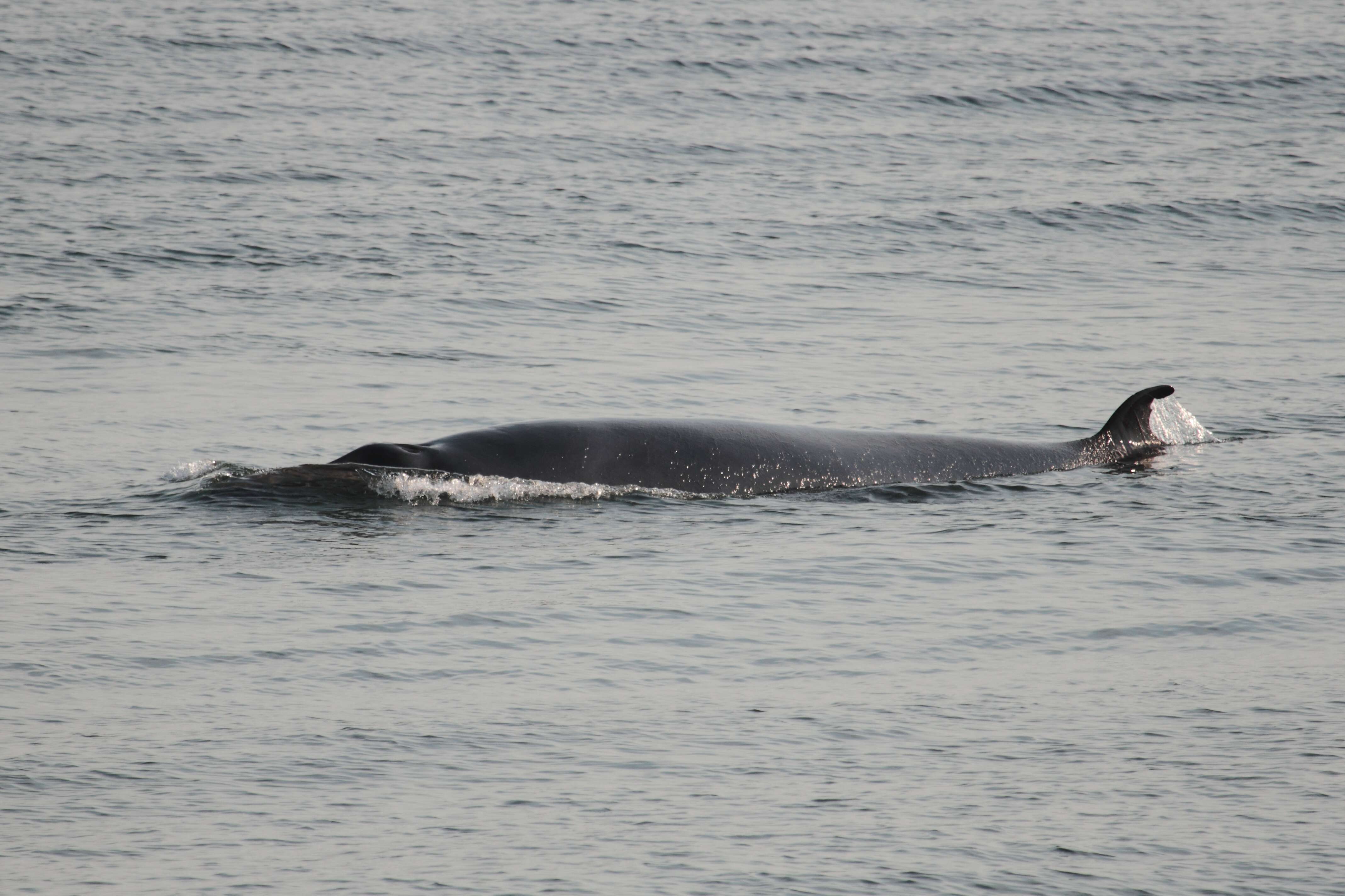 Image of Common Minke Whale