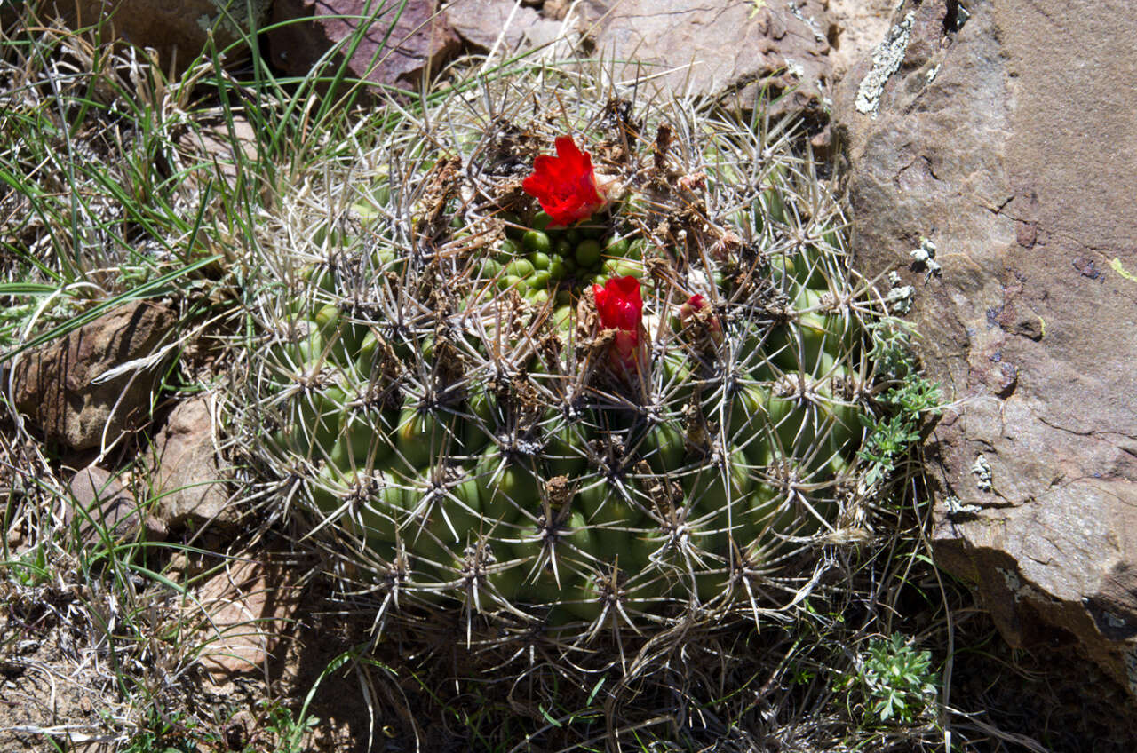 Image of Rebutia neocumingii subsp. lanata (F. Ritter) D. R. Hunt