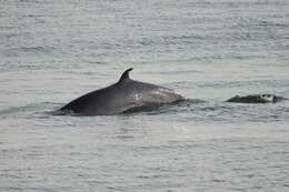 Image of Common Minke Whale