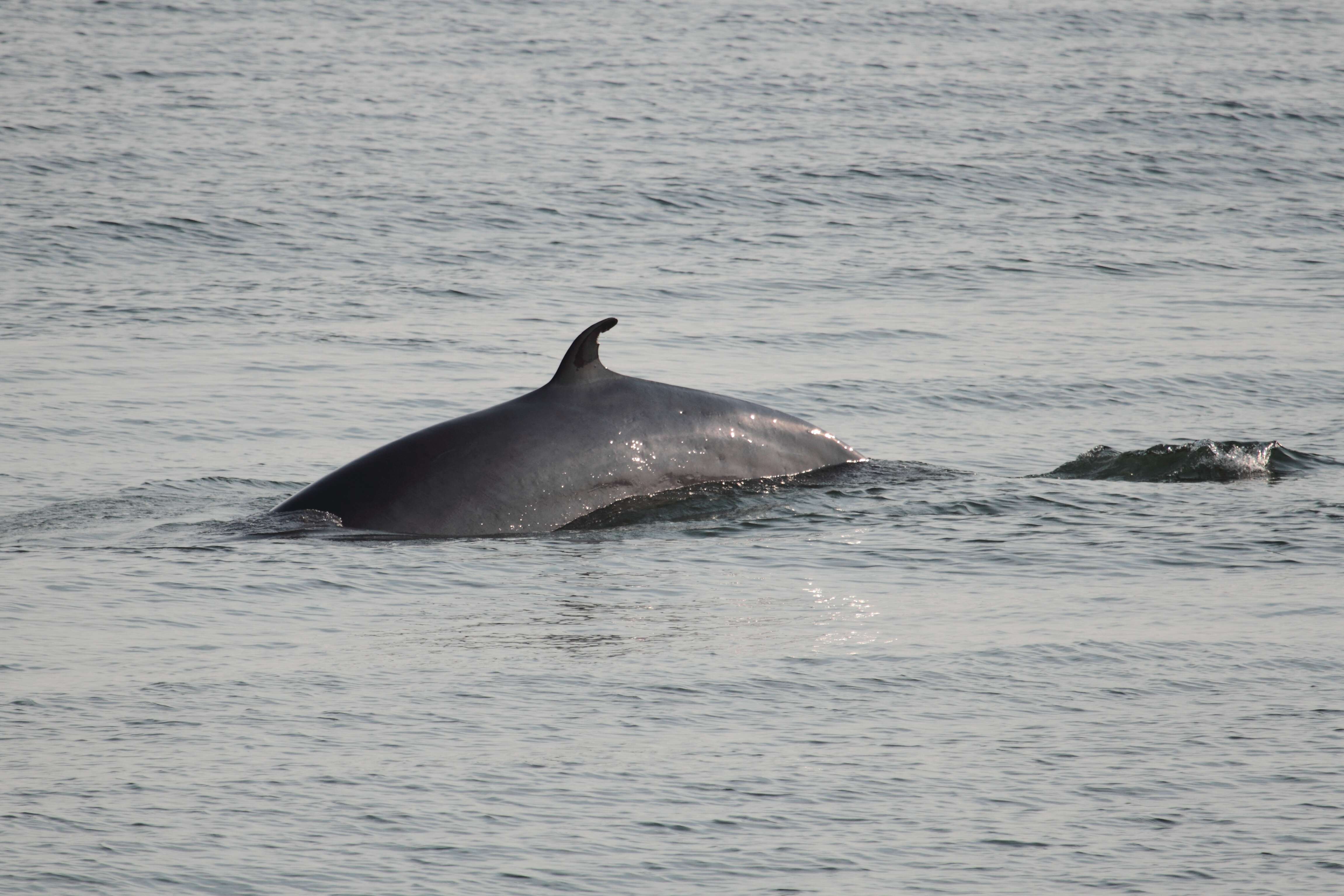 Image de Baleinoptère à museau pointu