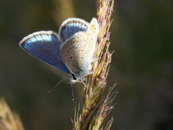 صورة Polyommatus eros (Ochsenheimer 1807)