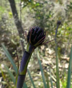 Image of Dasypogon hookeri J. Drumm.