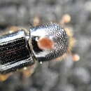 Image of Bark beetle