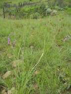 Image of red buckwheat