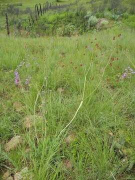 Image of red buckwheat