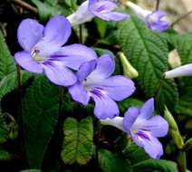 Plancia ëd Streptocarpus cyaneus subsp. cyaneus