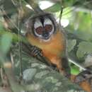 Image of Black-headed Night Monkey