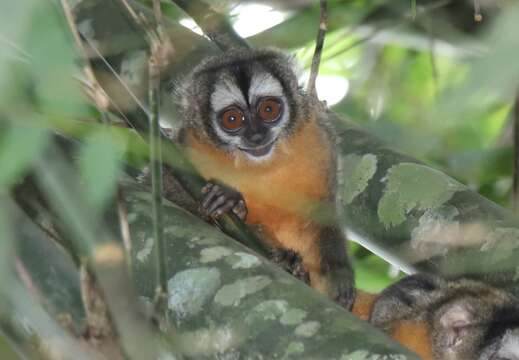 Image of Black-headed Night Monkey