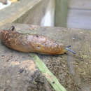 Image of Yellow slug