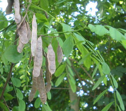 Image of black locust