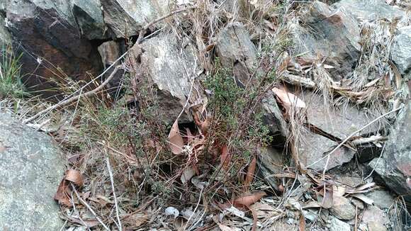 Image of Pultenaea gunnii subsp. tuberculata