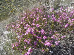 Image of Coleonema aspalathoides A. Juss.