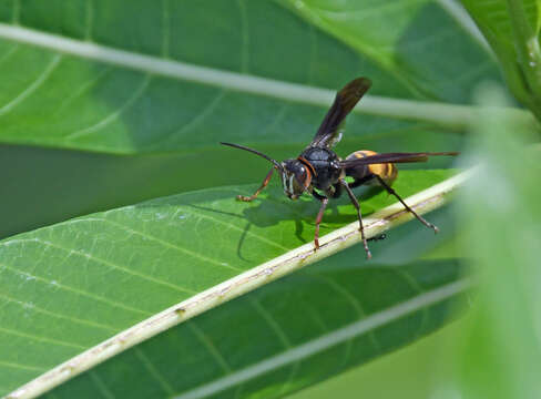 Image of Polistes tenebricosus Lepeletier 1836