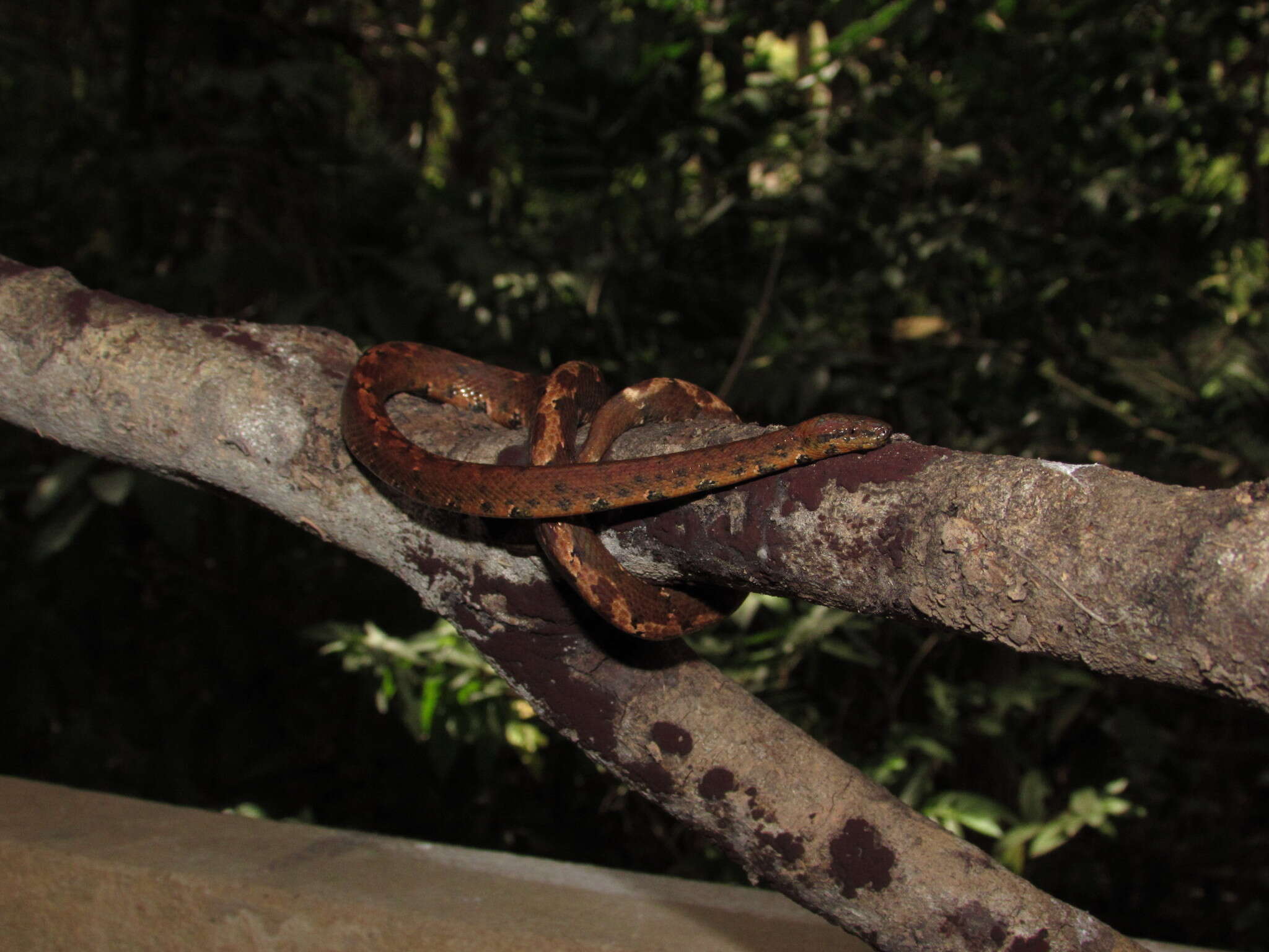 Image of Brazilian Dwarf Boa