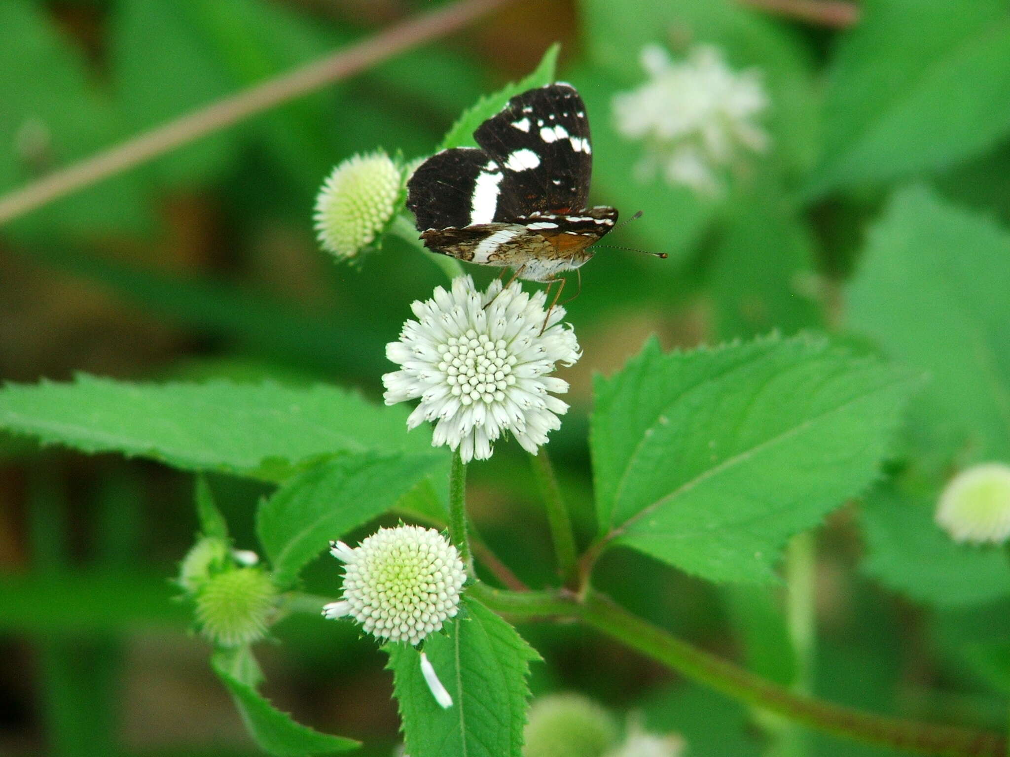 Image of Castilia myia Hewitson 1864