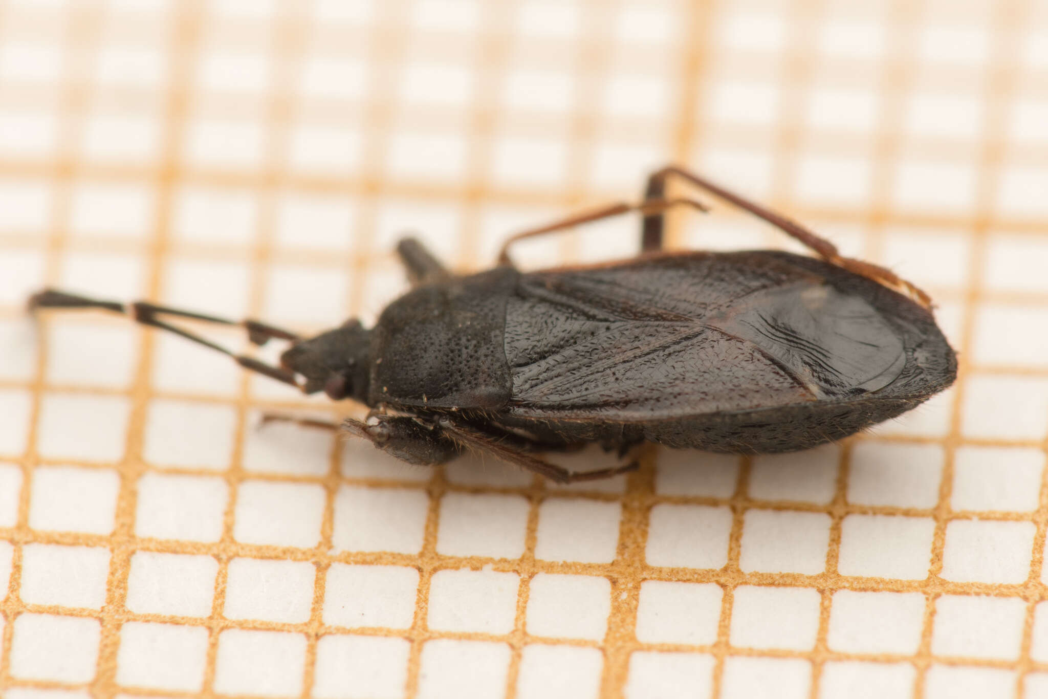 Image of Eremocoris plebejus (Fallen & C. F. 1807)