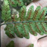 Image of Athyrium erythropodum Hayata