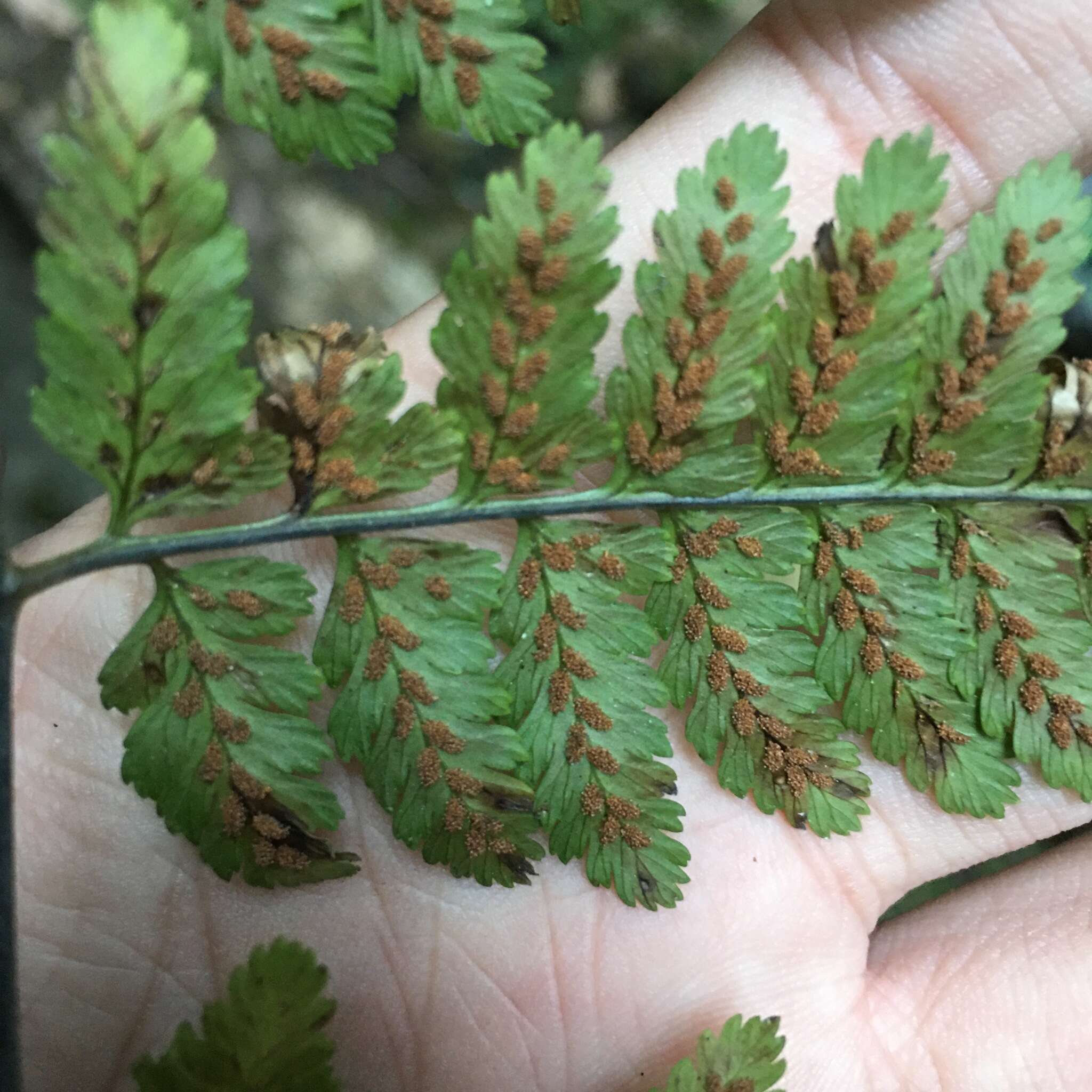 Image de Athyrium erythropodum Hayata