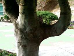 Image of yellowwood