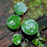 Image of salal