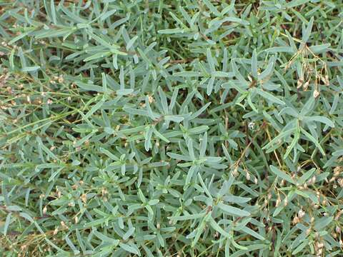 Image de Gypsophile rampante