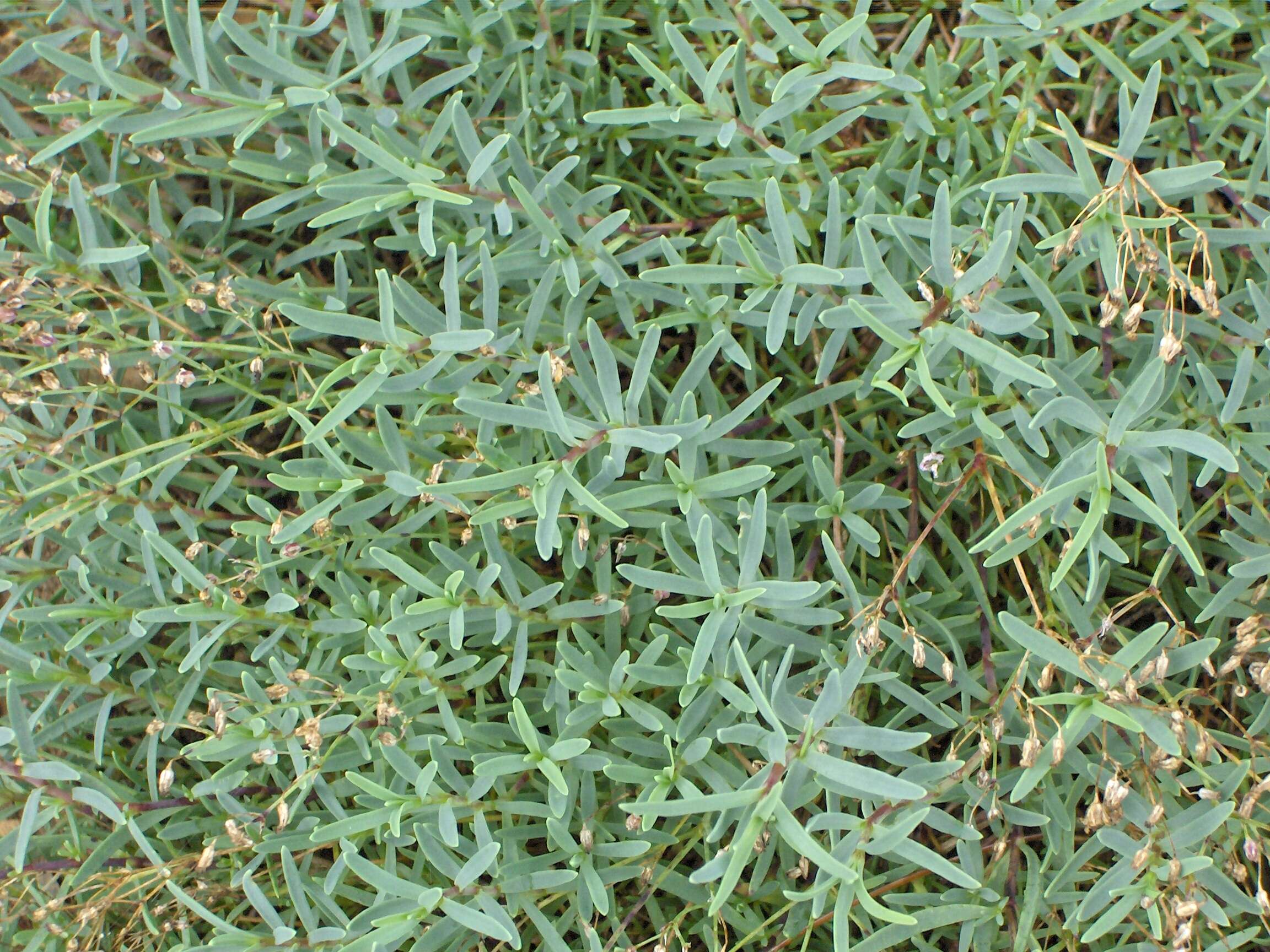 Image of creeping baby's-breath