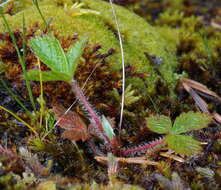 Image of Virginia strawberry