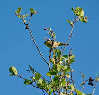 Image of Common Yellowthroat