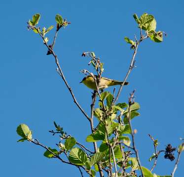 Image of Common Yellowthroat