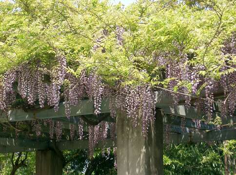 Plancia ëd Wisteria floribunda (Willd.) DC.