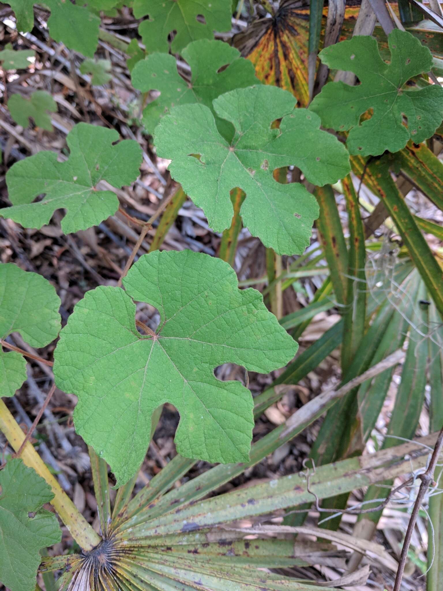 Image of summer grape