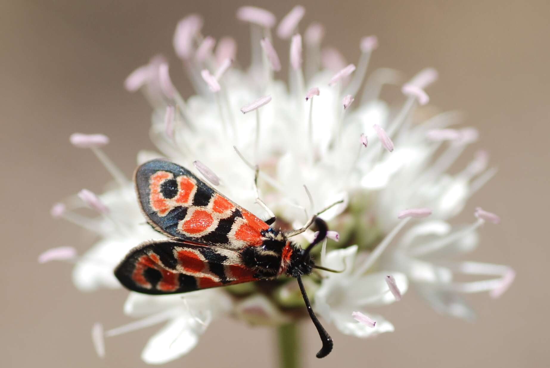 Image of Zygaena fausta Linnaeus 1767