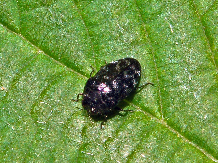 Слика од Trachys minutus (Linnaeus 1758)