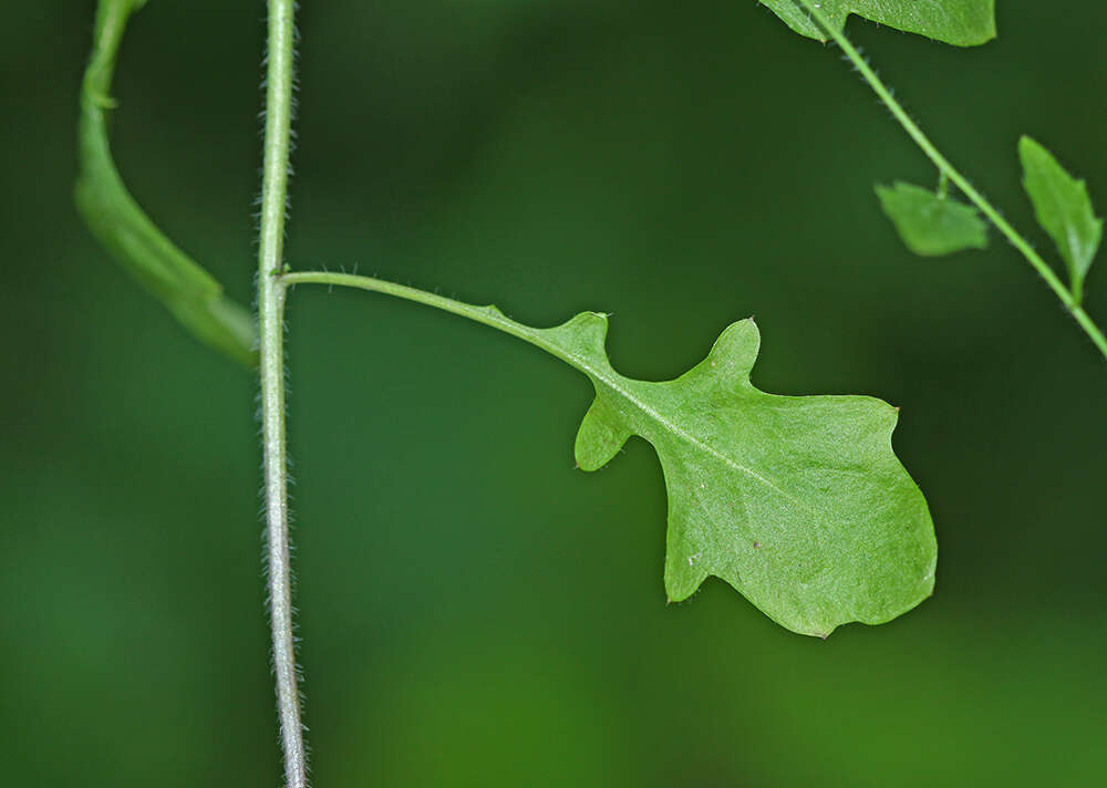 Image de Arabidopsis halleri subsp. gemmifera (Matsum.) O'Kane & Al-Shehbaz