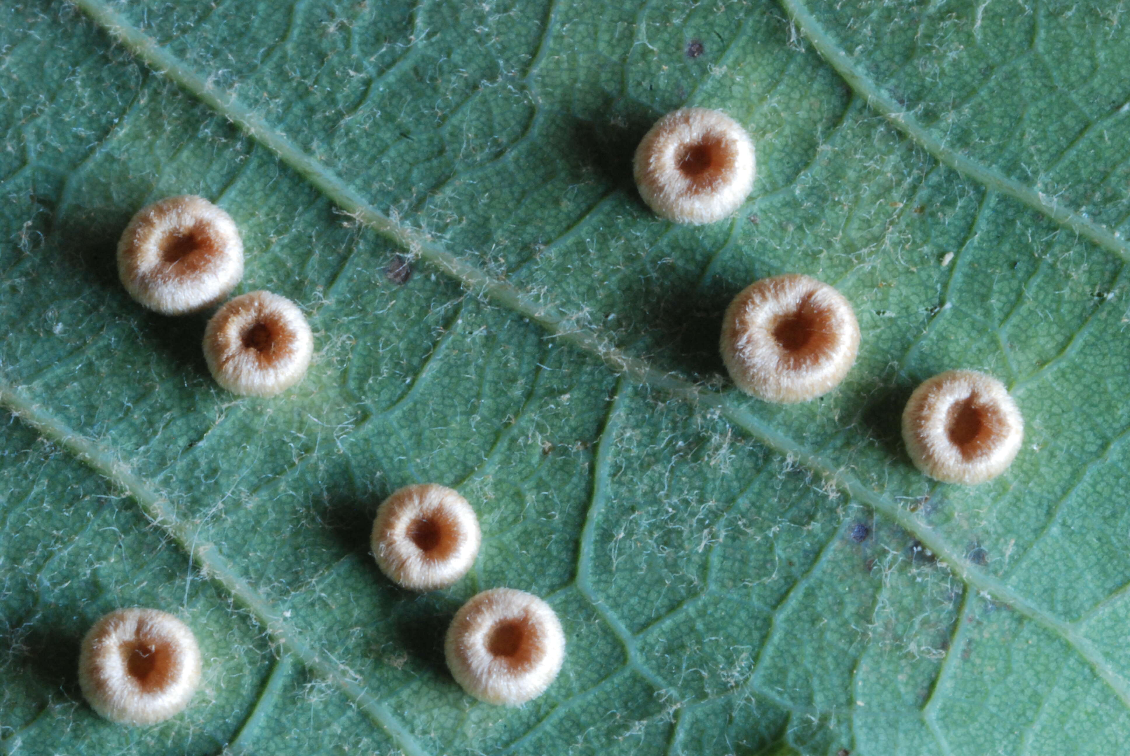 Image of Neuroterus numismalis (Geoffroy ex Fourcroy 1785)