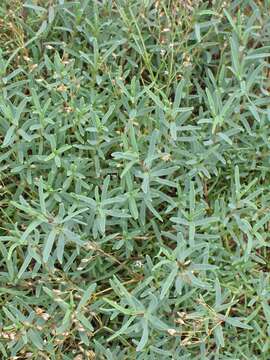 Image of creeping baby's-breath