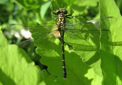 Image of Eastern Least Clubtail