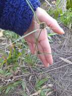 Image of Bent-Awn Flat Sedge