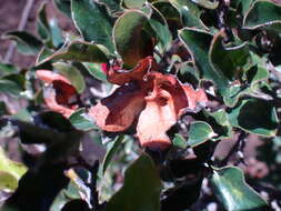 Image of Diospyros scabrida (Harv. ex Hiern) De Winter